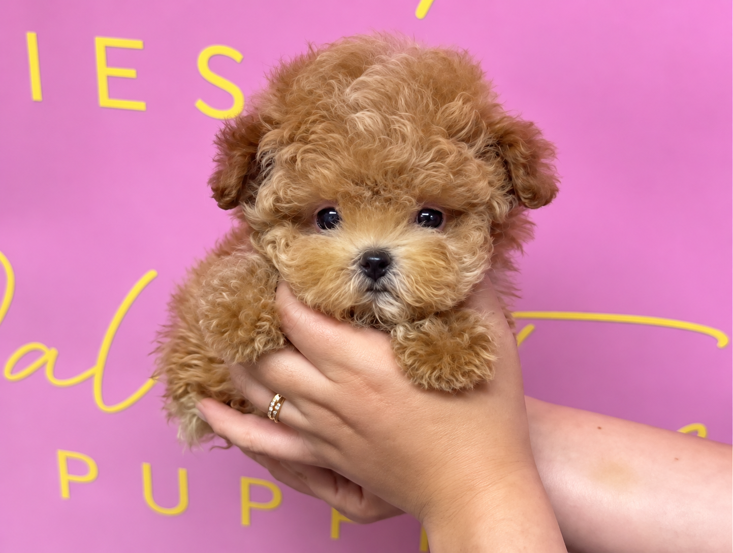 Apricot Korean Teacup Poodle Minnie