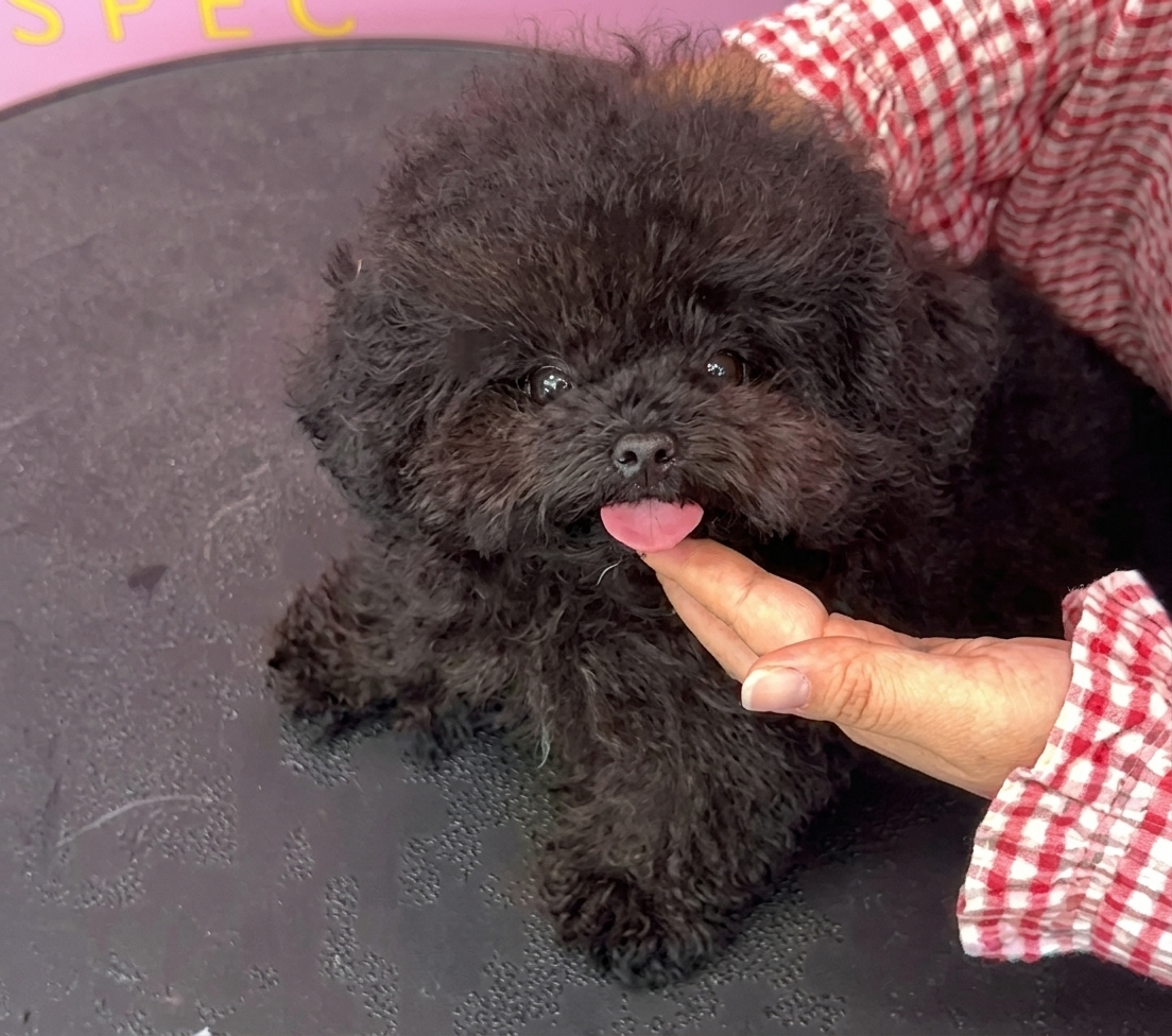 Eclipse | Black Korean Teacup Poodle