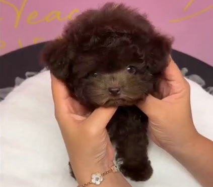 Chocolate Korean Teacup Poodle Espresso