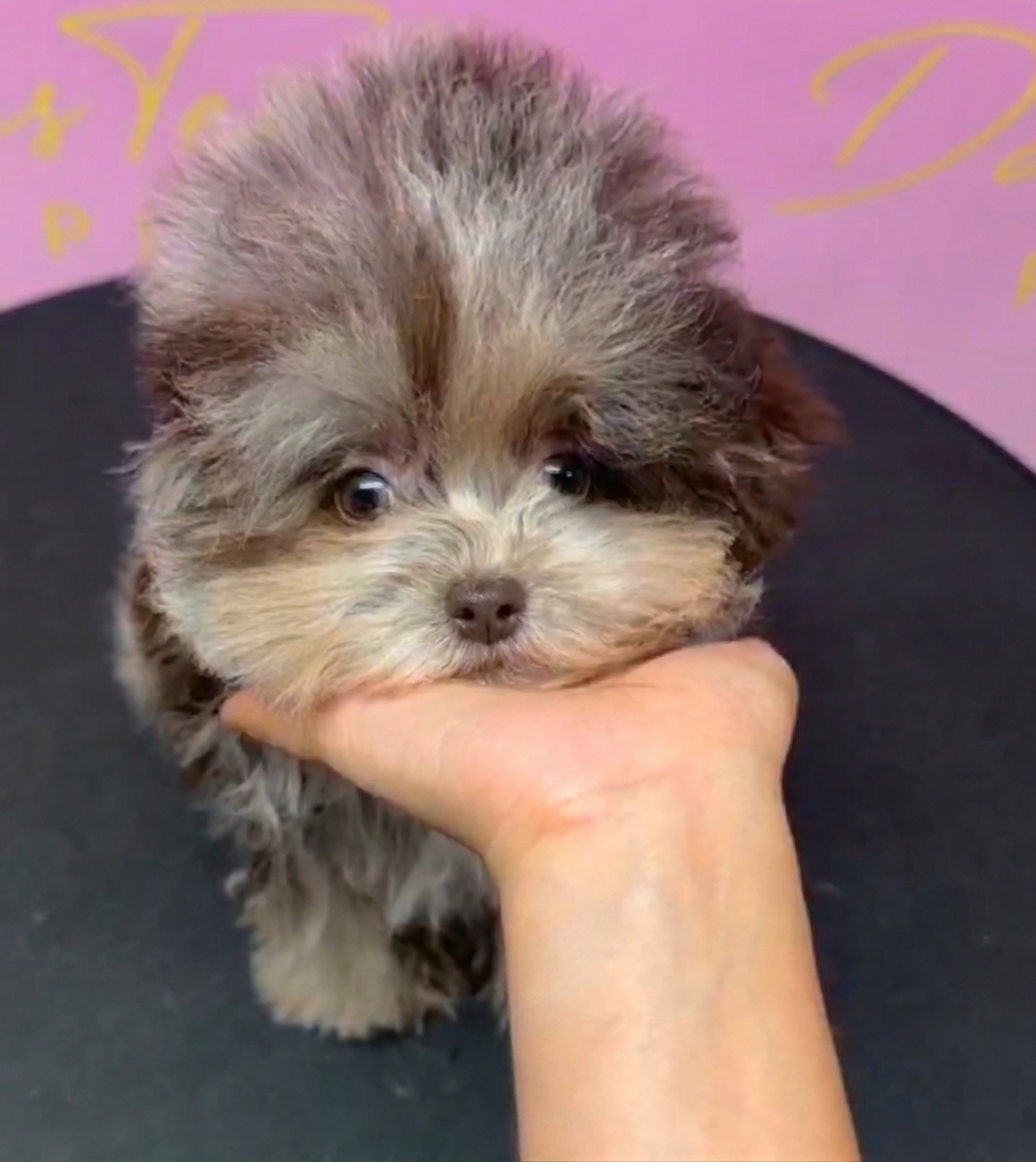 Calico | Chocolate Merle Korean Teacup Maltipoo