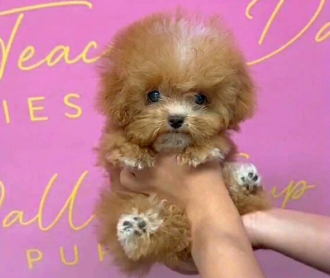 Cream Korean Maltipoo Female Marshmallow