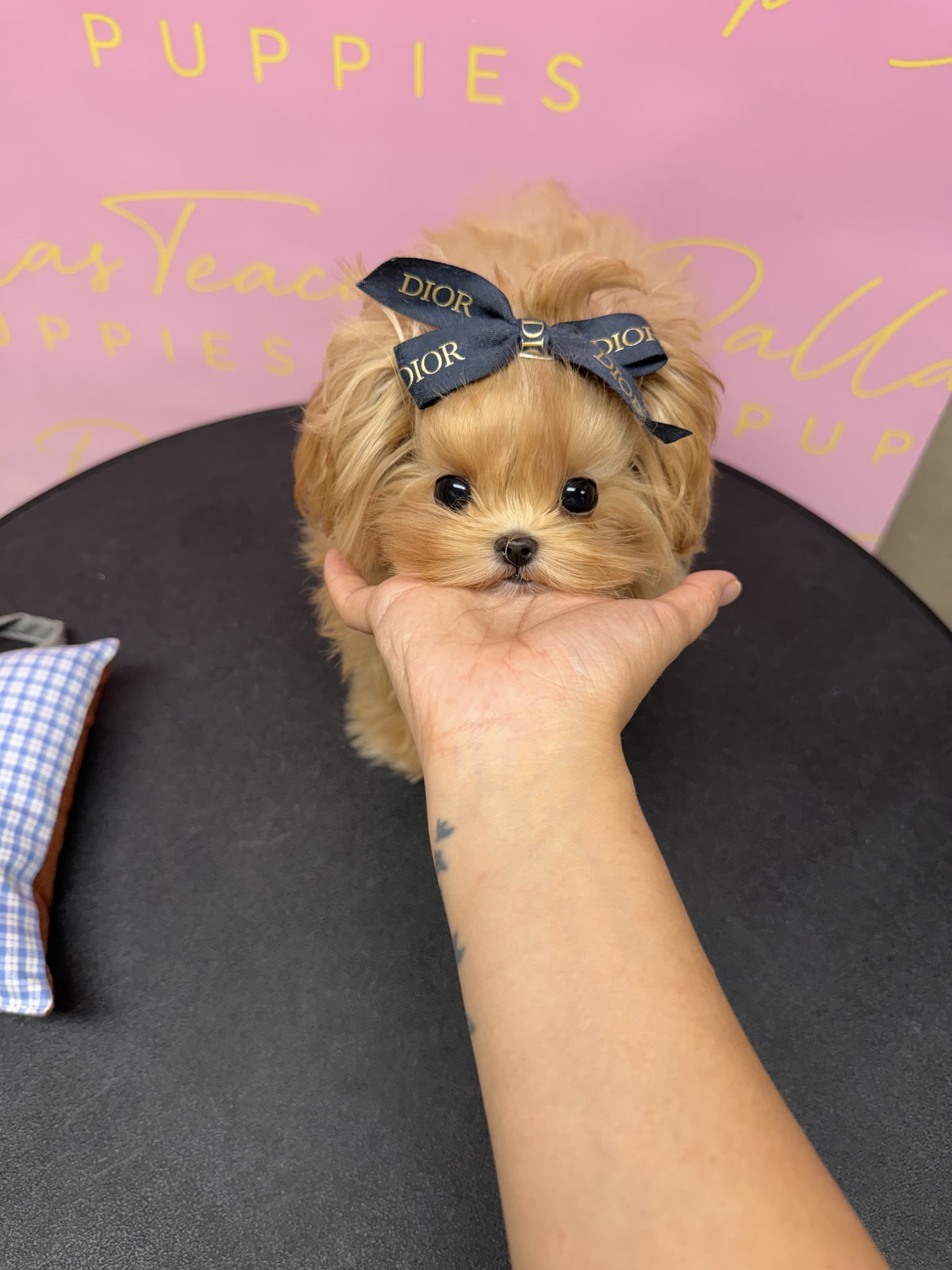 Cream Korean Micro Teacup Maltipoo Dior