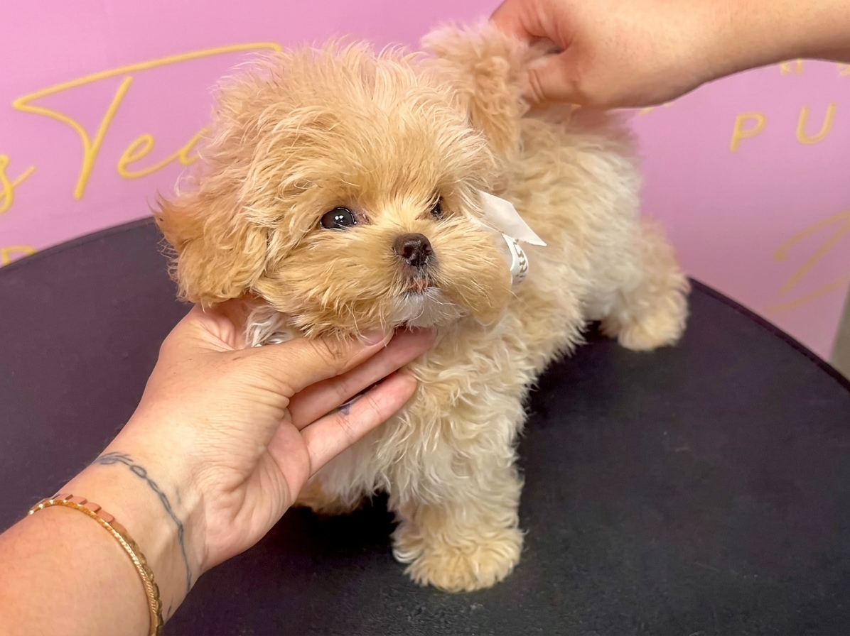 Cream Korean Teacup Maltipoo Biscuit