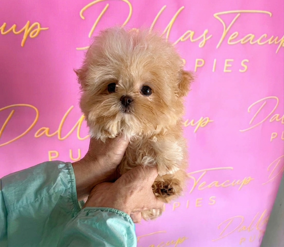 Clover | Cream Korean Teacup Maltipoo