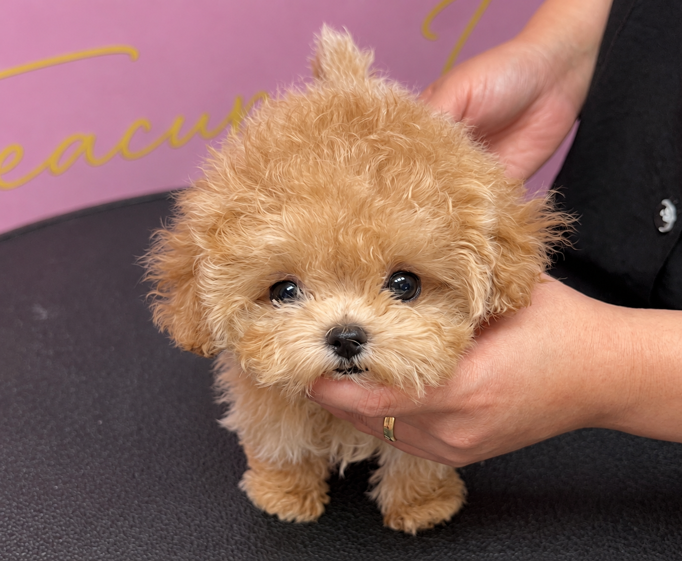 Cream Korean Teacup Maltipoo Fawn