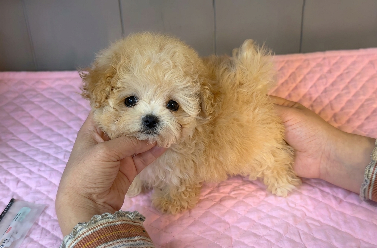Gemma | Cream Korean Teacup Maltipoo