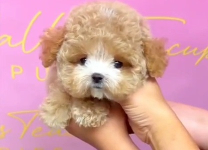 Cream Korean Teacup Maltipoo Macaron