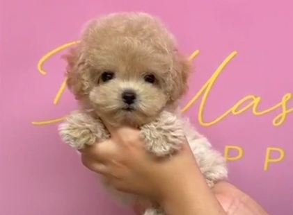 Cream Korean Teacup Maltipoo Winter
