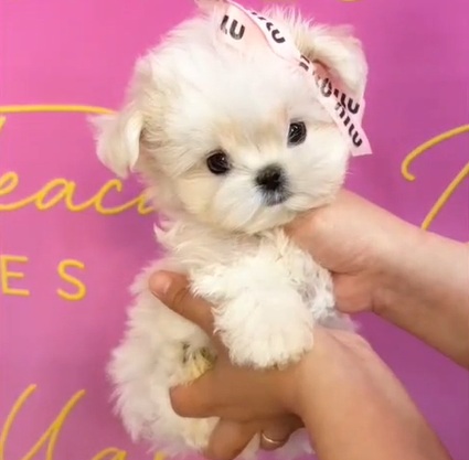 Korean Teacup Maltese Female Chanel