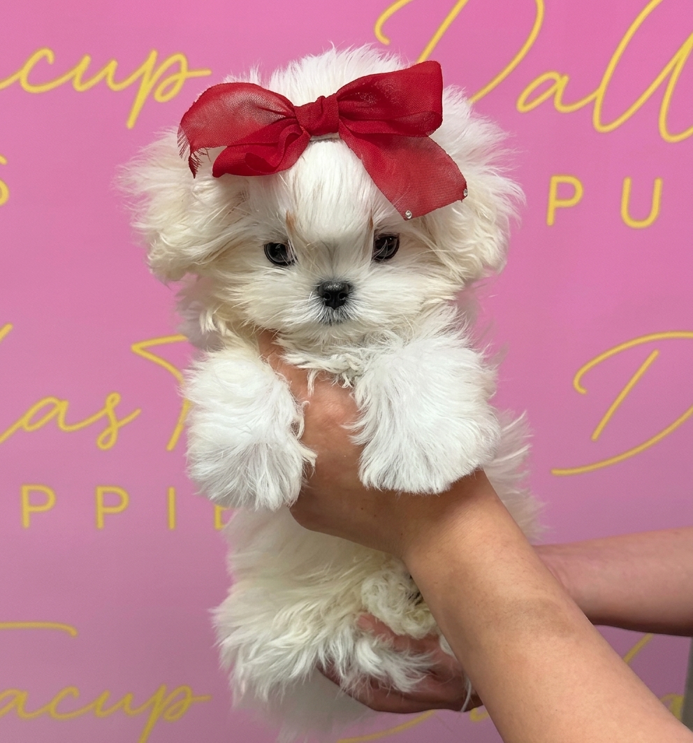 Frost | Korean Teacup Maltese