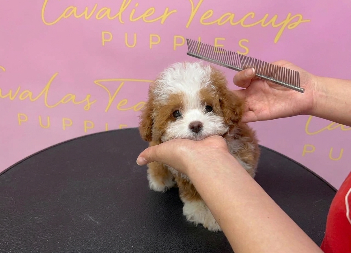 Finn | Parti Korean Teacup Maltipoo