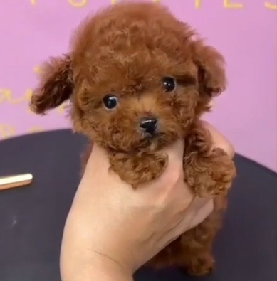 Red Korean Teacup Poodle Blossom