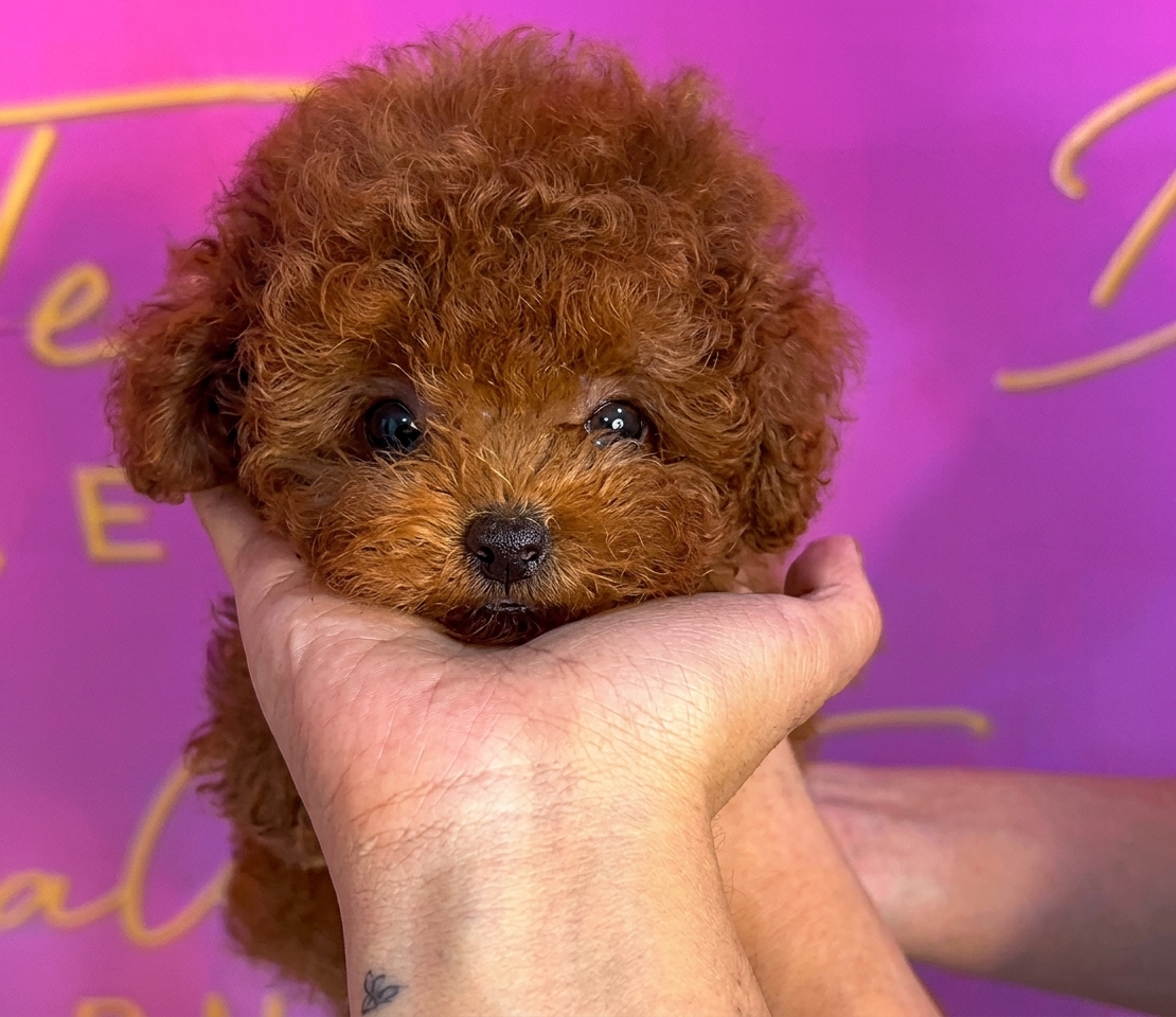 Chianti | Red Korean Teacup Poodle, Male, $7,950