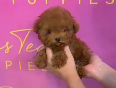 Red Korean Teacup Poodle Female Autumn
