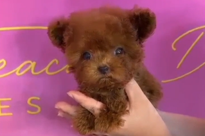 Red Korean Teacup Poodle Female Hazel