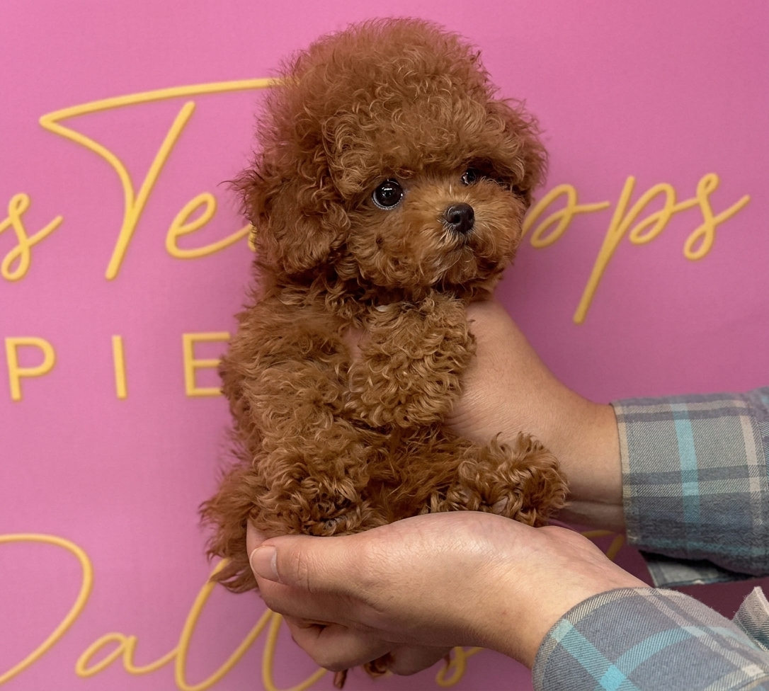 Red Korean Toy Poodle Rosie