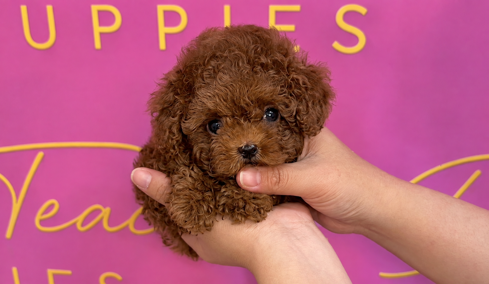 Red Korean Teacup Poodle Sienna