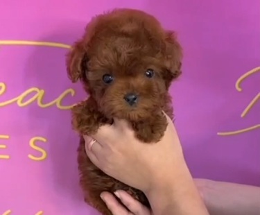 Red Korean Teacup Poodle Simba