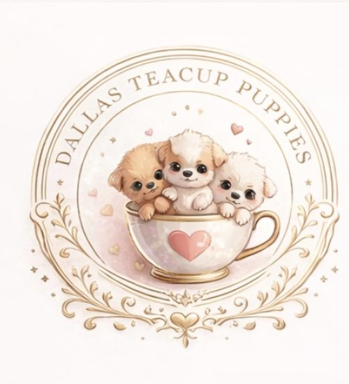 Dallas Teacup Puppies official logo featuring rare Red Korean Toy Poodles, Korean Maltipoos, and Korean Maltese.