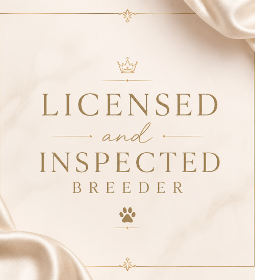 State licensed and inspected teacup puppy breeder badge for Dallas Teacup Puppies in the DFW area.