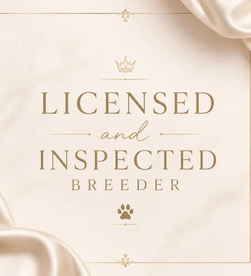 State licensed and inspected teacup puppy breeder badge for Dallas Teacup Puppies in the DFW area.