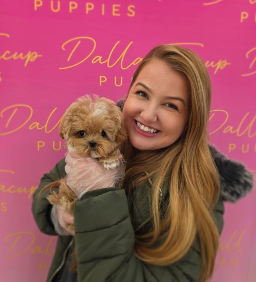 Lauren, founder of Dallas Teacup Puppies, holding a fluffy Korean Maltipoo puppy.